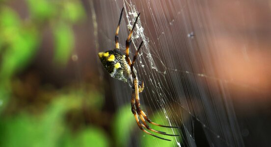 Arachnid nature colombia