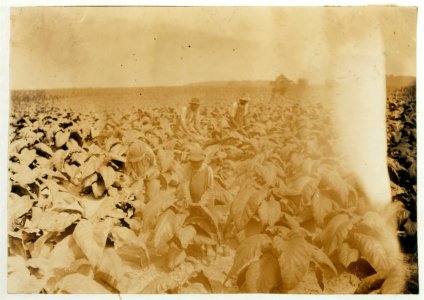 Charlie Howard, a colored tenant on farm of B.F. Mitchell, R. 1, and his 2 boys. Robbie is 6 and Willie is 11 years old. Worming and suckering tobacco. Father says children will go to Rocky LOC nclc.00570