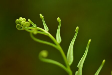 Tropical nature flora