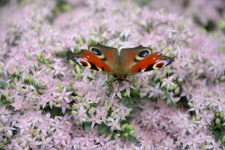 Forage nature flower