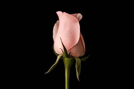 Flower plant black rose