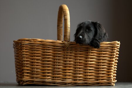 Desktop background mesh puppy