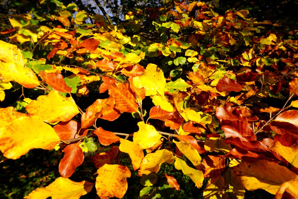 Colorful nature sunny