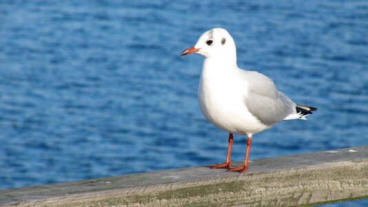 Nature sea seagull photo