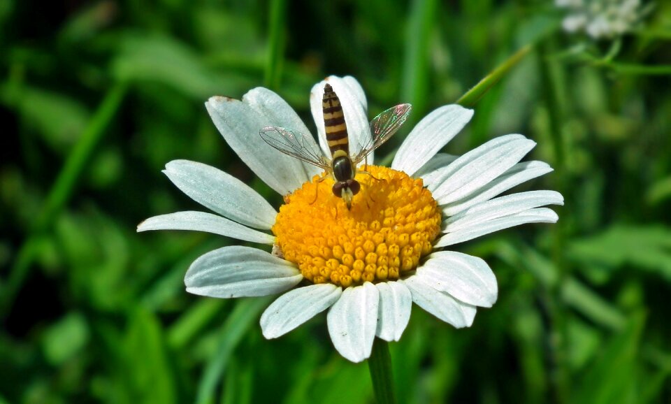 Flower daisy insect