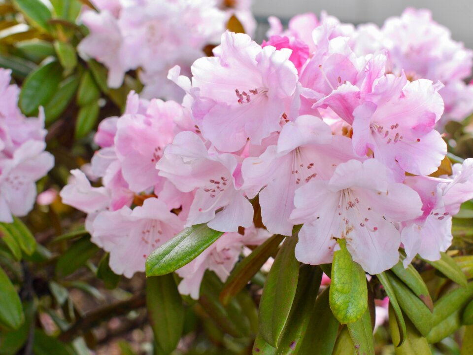 Nature leaf rhododendron