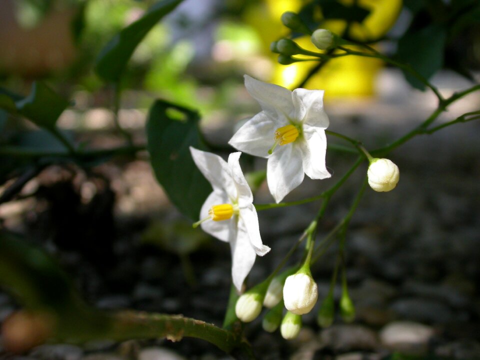 Close up white flowers nature