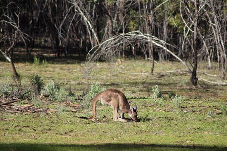 Kangaroo joey rural photo