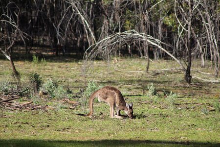 Kangaroo joey rural