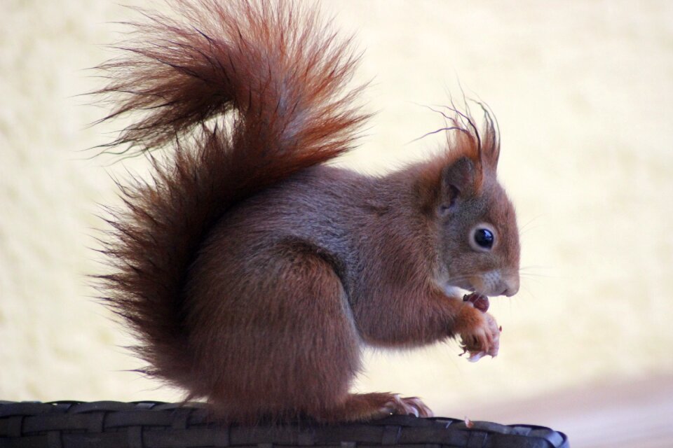 Rodent animal world sit