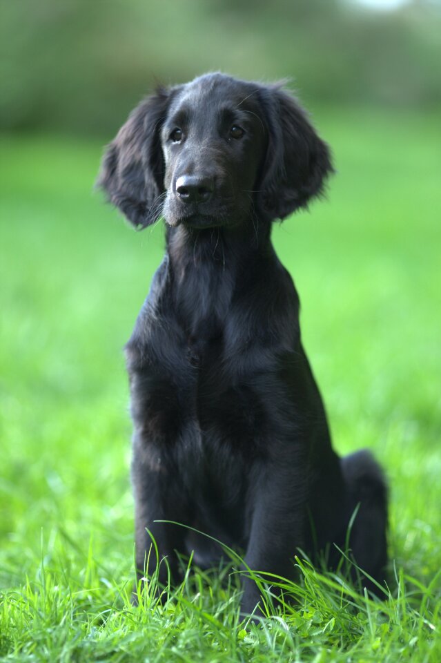 Mammals cute canidae