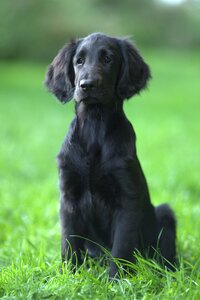 Mammals cute canidae