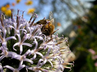 Bloom insect macro