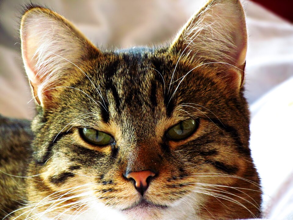 Domestic cat kitten animals