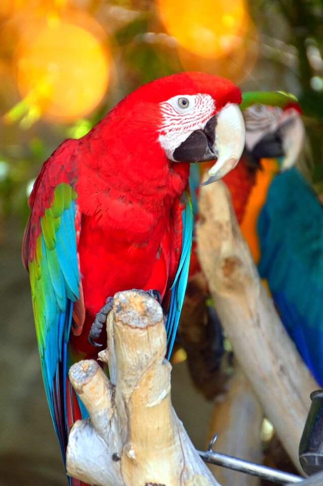 Nature wingtip toys wild world