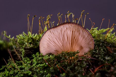 Oyster mushroom lamellar fungal species photo