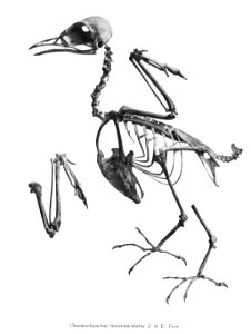 Chasmorhynchus tricarunculatus 168
