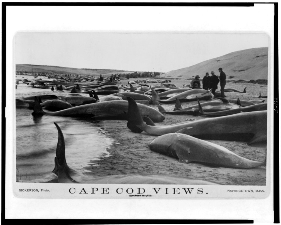 Chase and capture of blackfish - Nickerson, photo. LCCN95502693