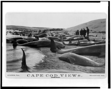 Chase and capture of blackfish - Nickerson, photo. LCCN95502693