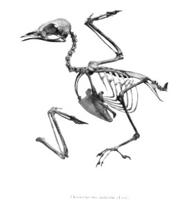 Chasmorhynchus nudicollis 83