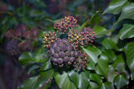 Plant fruit leaf