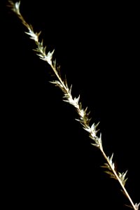 Chasmanthium laxum NRCS-2