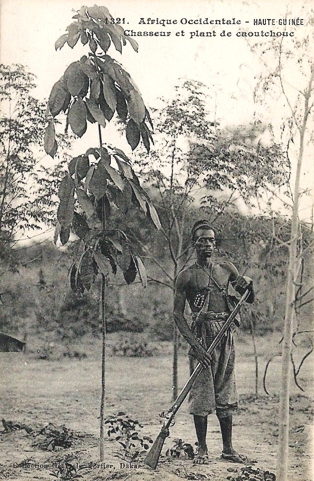 Chasseur et plant de caoutchouc (Guinée)