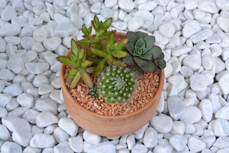 Offer plant spice