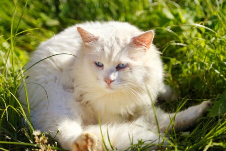 Grass cat kitten photo