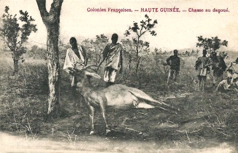 Chasse au dagoué (Guinée)