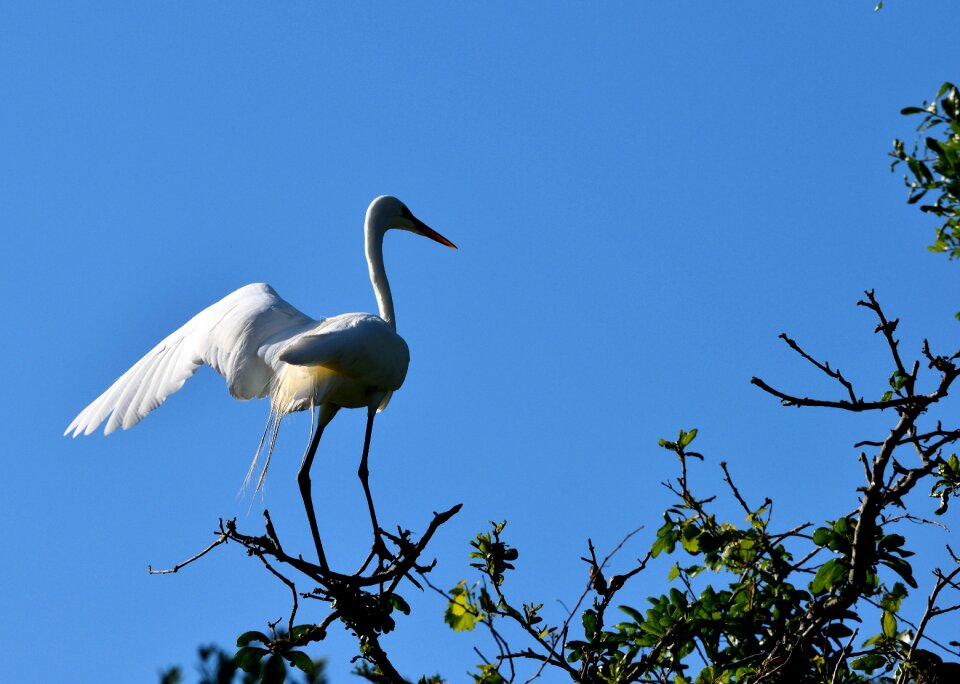 Animal outdoors wing photo