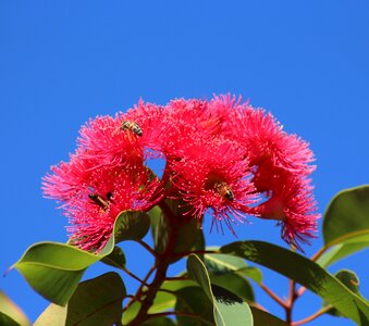Gumtree blossoms fluffy