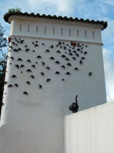 Chegou a Primavera