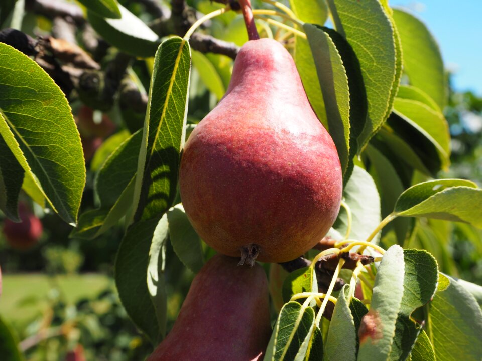 Ripe healthy food