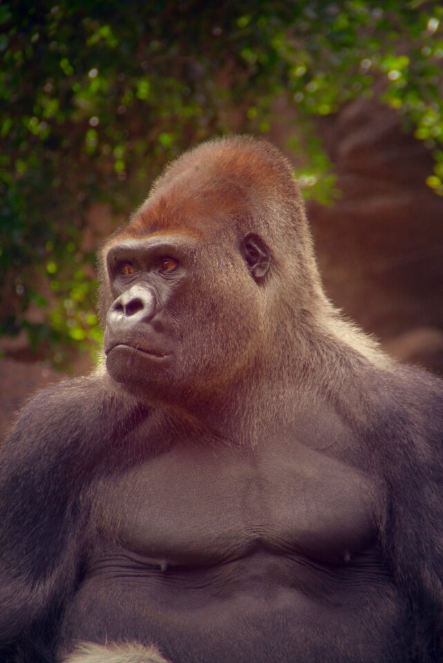 Animal world portrait animal