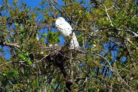 Nesting tropical bird heron photo