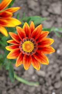 Golden afternoon gazanie flower noon of gold