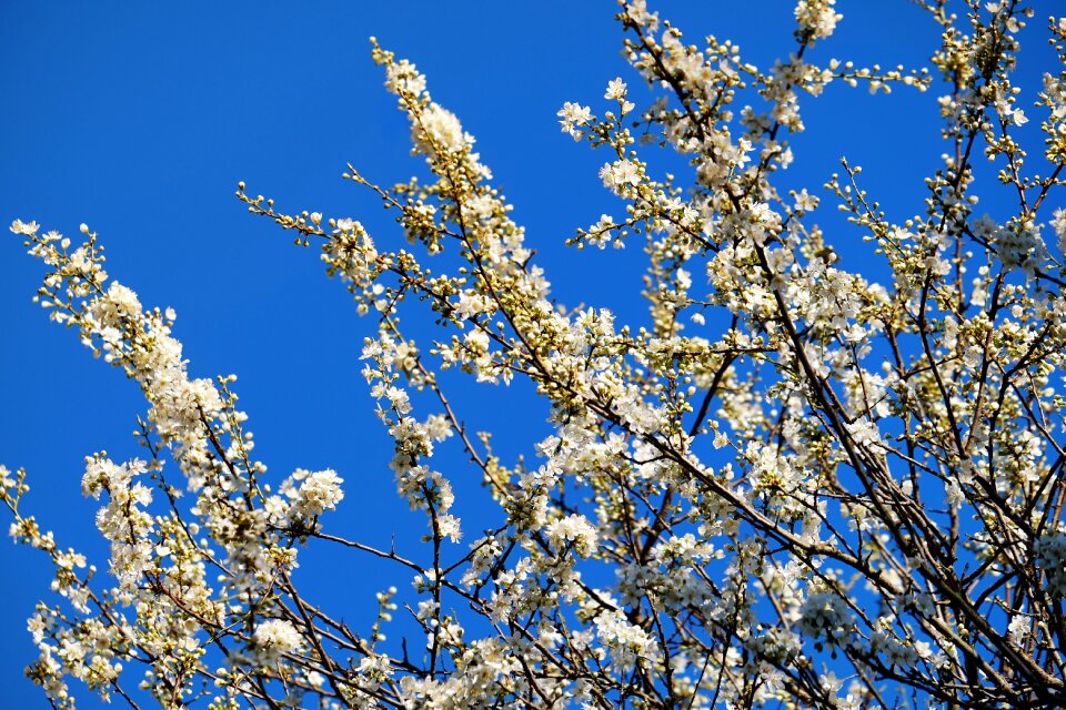 White flowers flowers blossom branches photo