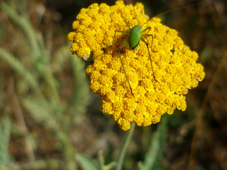 Flower umbel meadow grasshopper