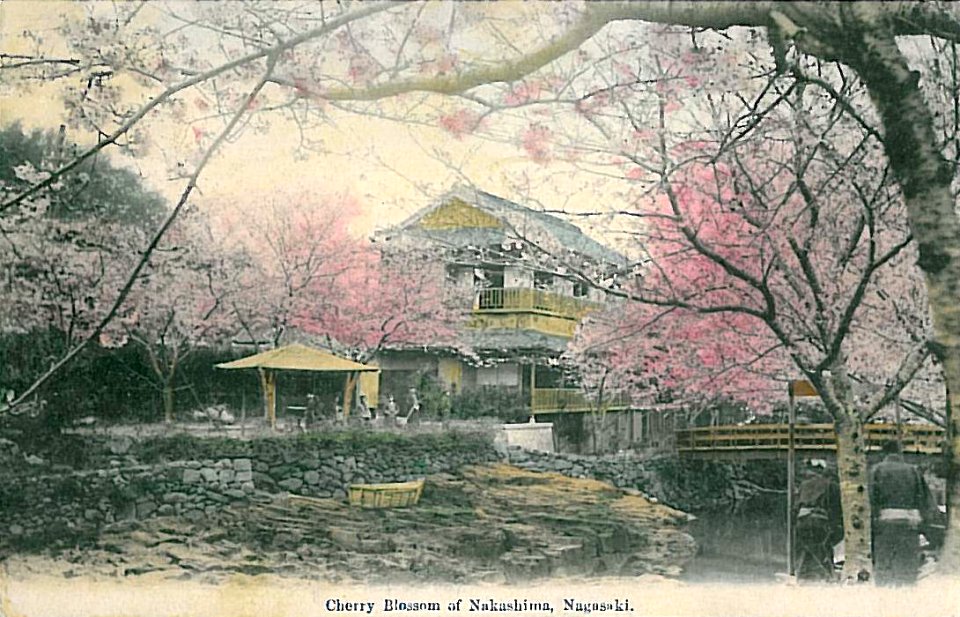 Cherry Blossom of Nakashima Nagasaki 1912