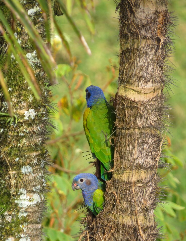 Wild life animalia colombia