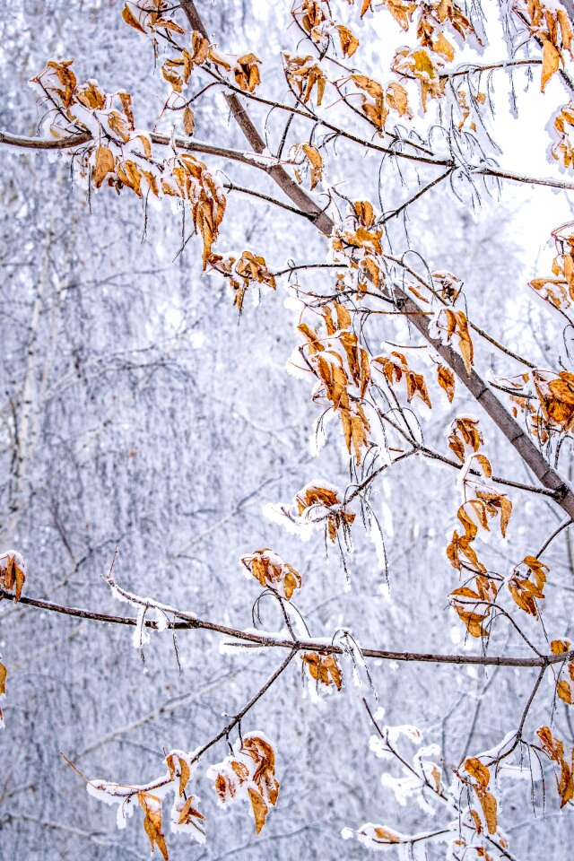 Branch background winter