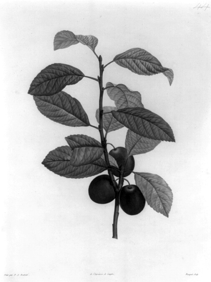 Cherries LCCN2003663561