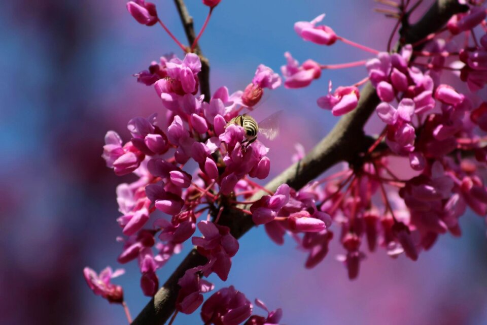 Tree branch flora