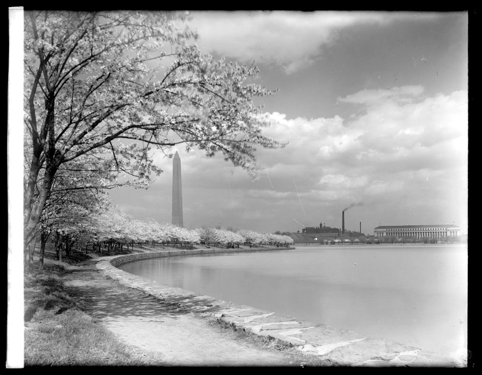 Cherry trees, (Washington, D.C.) LCCN2016851802