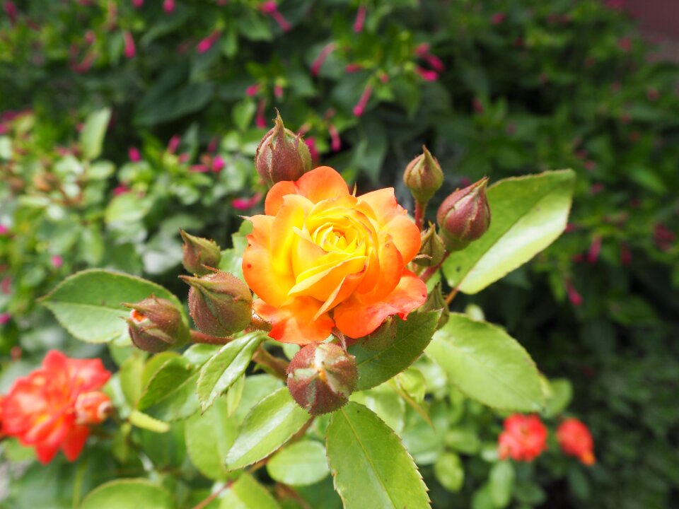 Garden nature plant