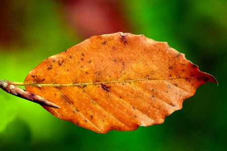 Autumn dry close up photo