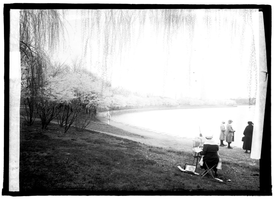 Cherry blossoms, Washington, D.C.) 4-7-22 LCCN2016851321