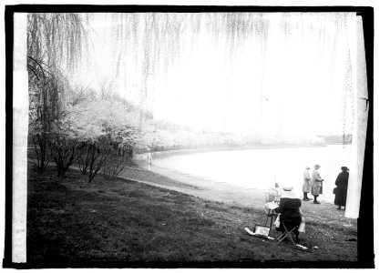 Cherry blossoms, Washington, D.C.) 4-7-22 LCCN2016851321