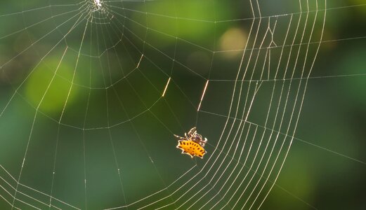 Arachnid insect colombia